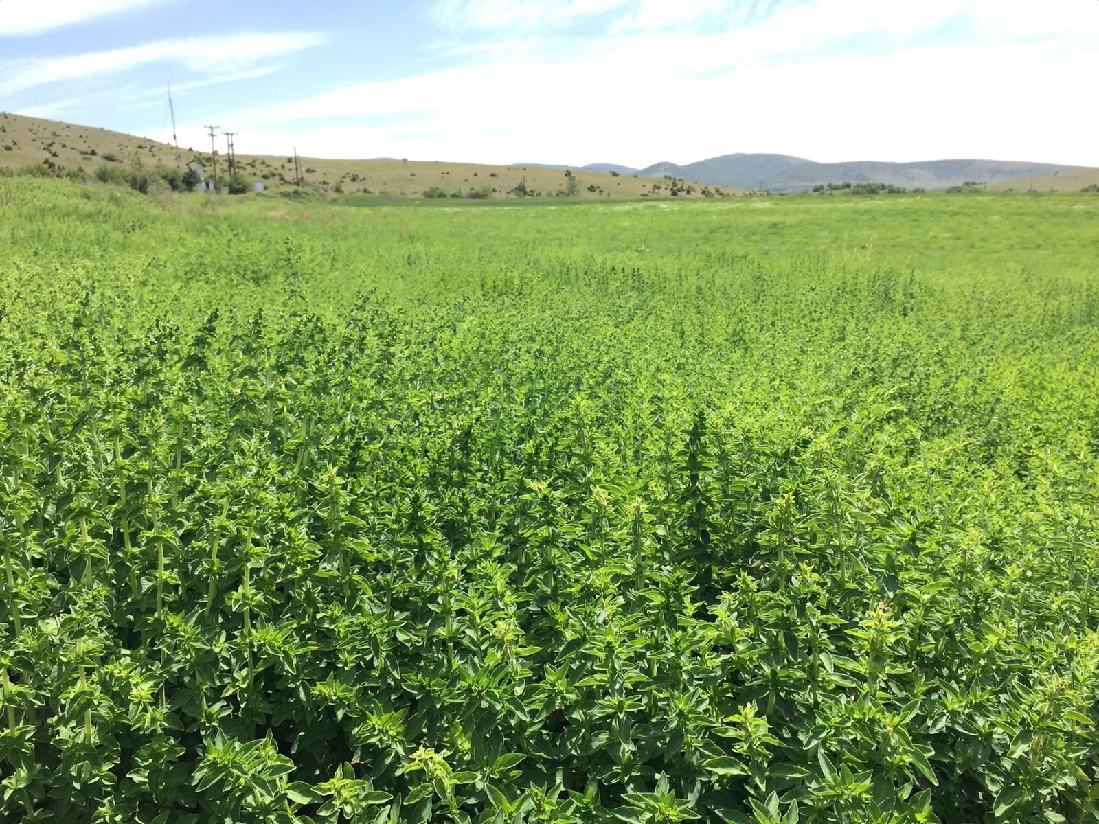 VEVI herb fields in the Kozani highlands, northern Greece